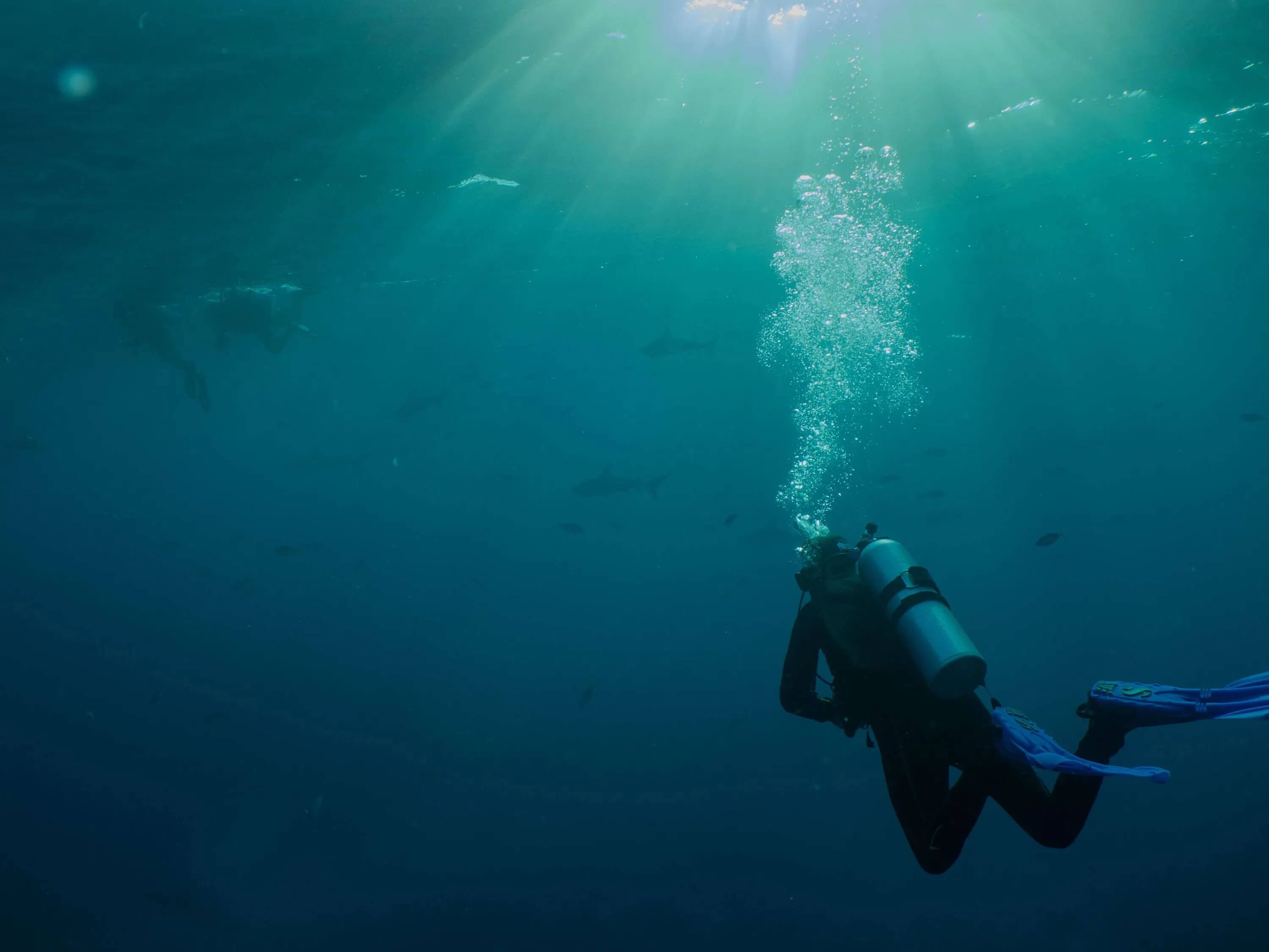 Scuba diver in the blue ocean watching a shark as it approaches